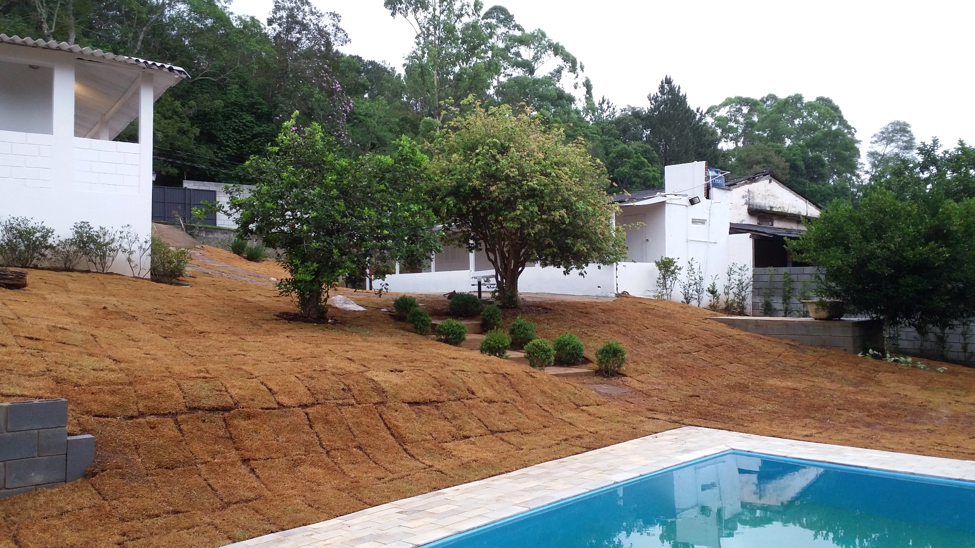 Poda de Árvores — Rubens Paisagismo em São Paulo
